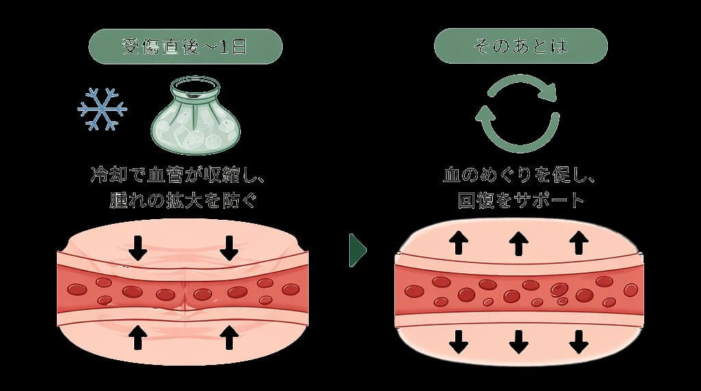 受傷直後〜1日は冷却で血管が収縮して腫れの拡大を防ぐ、そのあとは血のめぐりを促して回復をサポートする図解