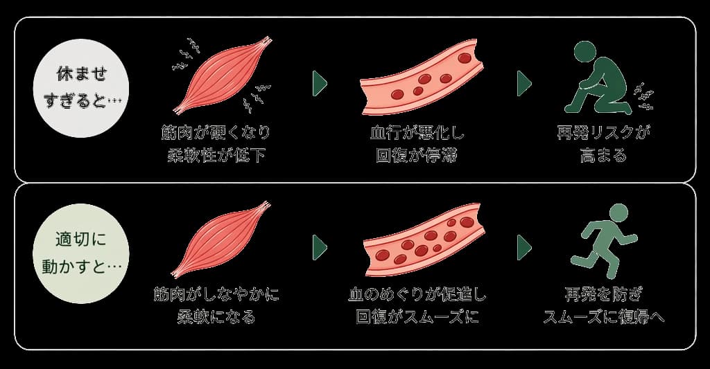 休ませすぎると筋肉が硬くなり再発リスクが高まる、適切に動かすと血のめぐりが促進されスムーズに復帰できる図解